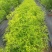 酥脆冰糖枣树苗蜜糖枣苗含糖量高易丰产稳产