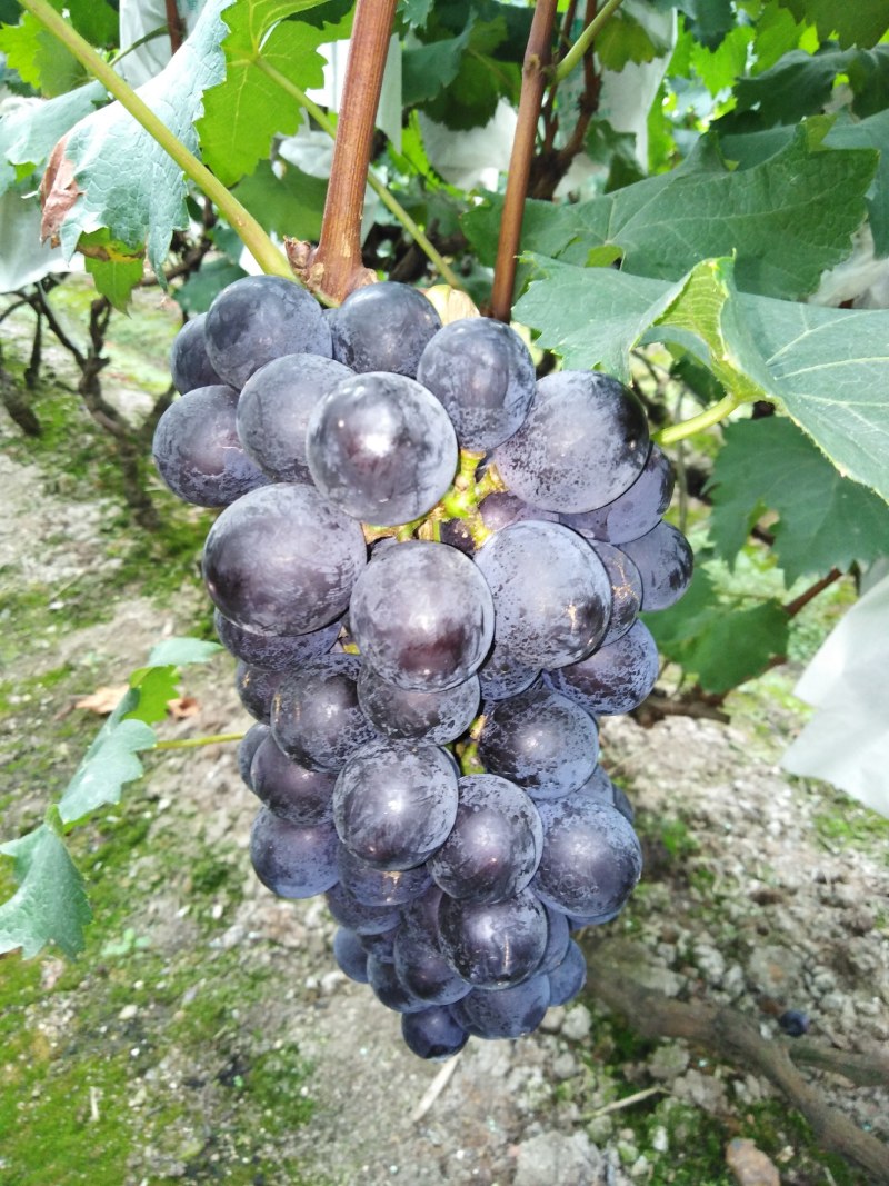 峨眉山巨峰葡萄价格美丽