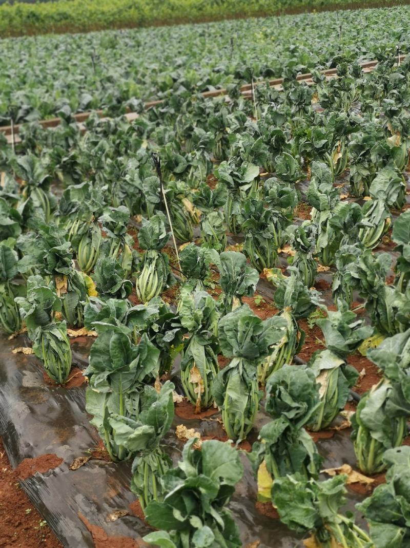 松花