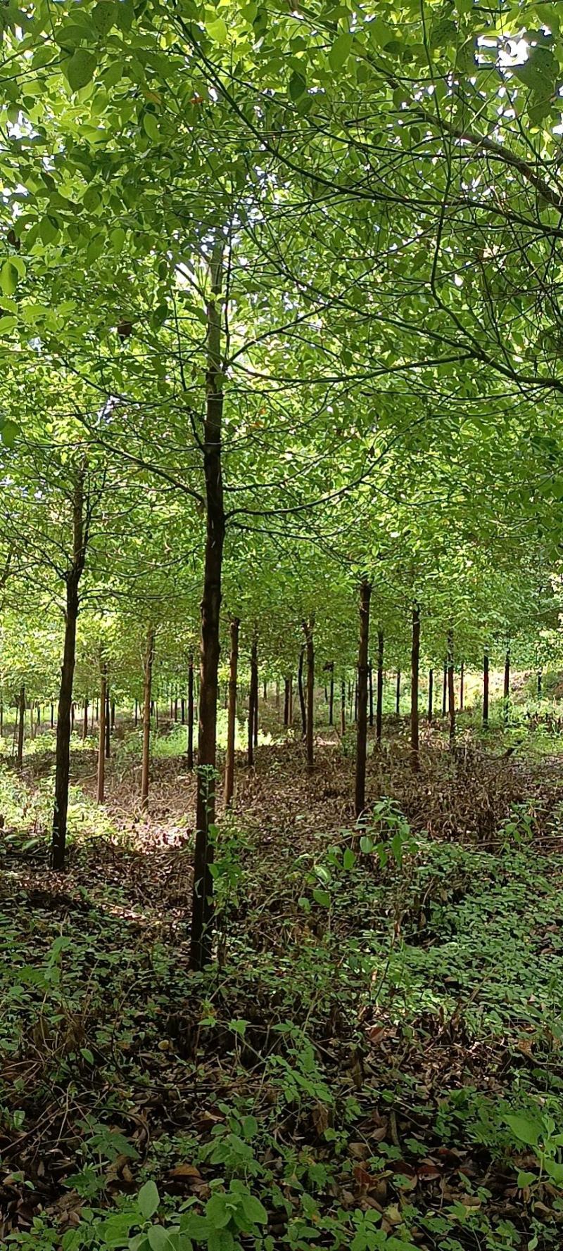 樟树，香樟，咸宁基地香10至12公分全冠香樟，精品香樟，
