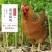 靓土鸡，山地放养，道谷为主食，量大省内包送或包邮
