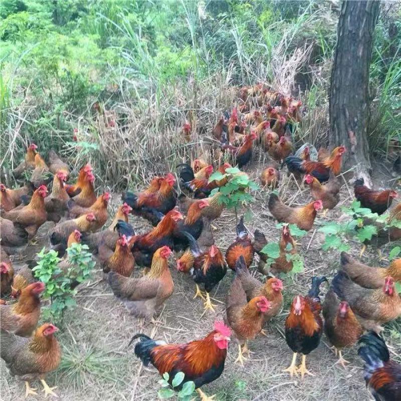 靓土鸡，山地放养，道谷为主食，量大省内包送或包邮