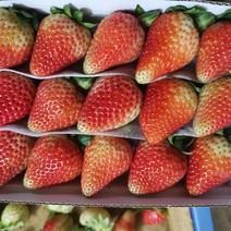 蒙特瑞草莓耐储存和运输烘焙蛋糕茶饮双流鲜草莓产地直供