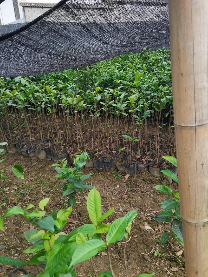 云南大叶种茶树盆栽袋装批发零售各种规格都有！