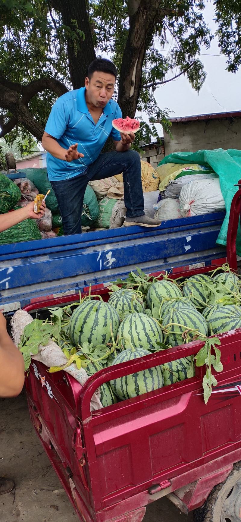 西瓜上市中，有多个品种可选