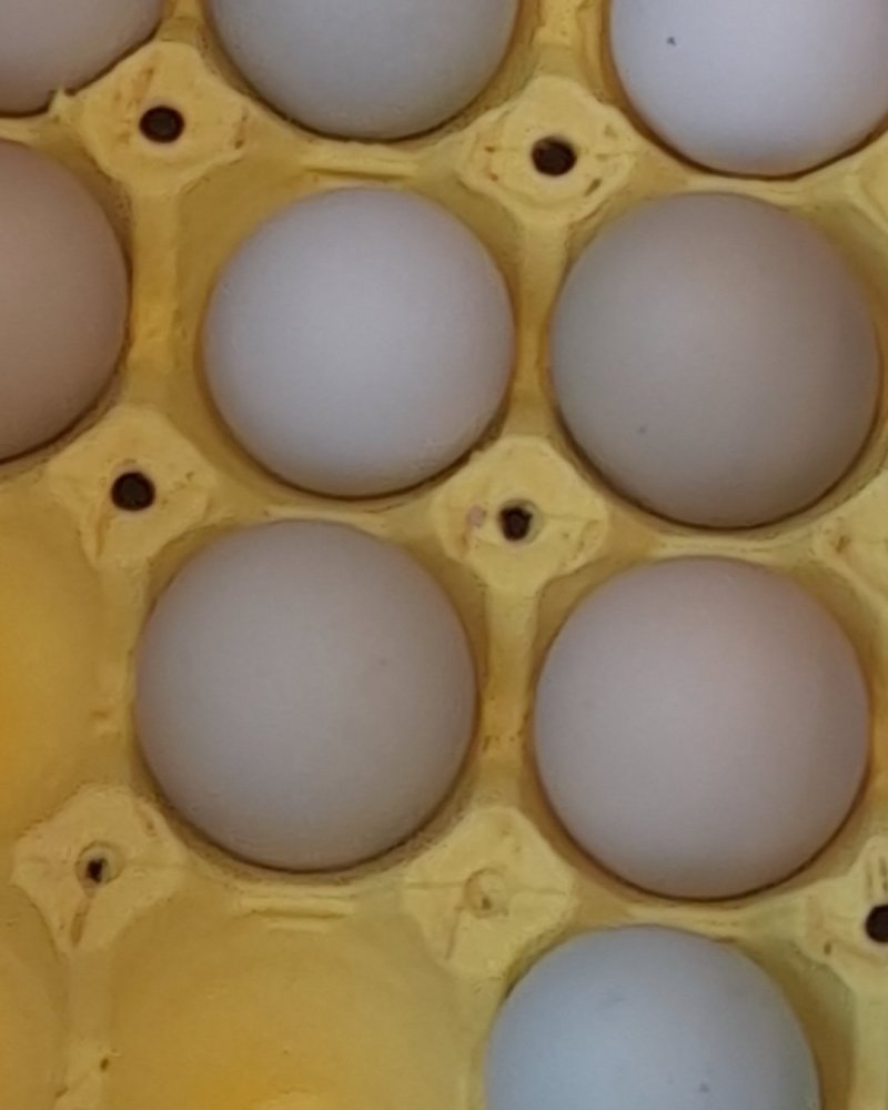 正宗放养土鸡蛋(绿壳鸡蛋)