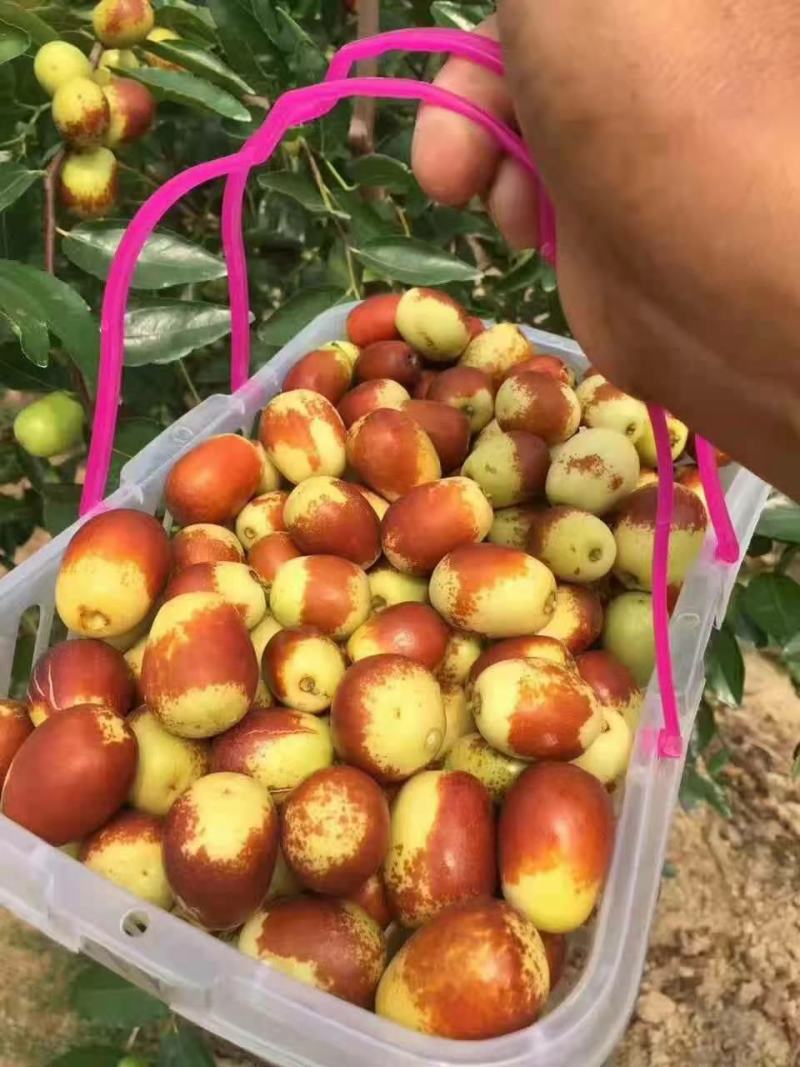 酥脆冰糖枣树苗蜜糖枣苗含糖量高易丰产稳产