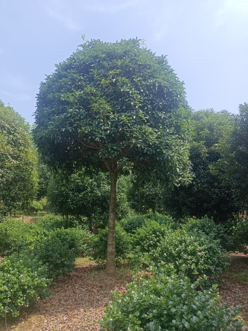 桂花，桂花树，桂花桂10公分，金桂，桂花苗【鸿洋园艺】