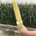 花甜玉米