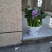 优质水葫芦