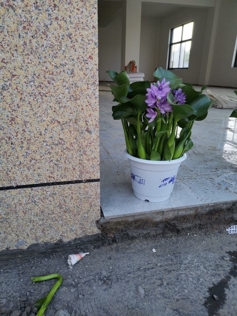 优质水葫芦