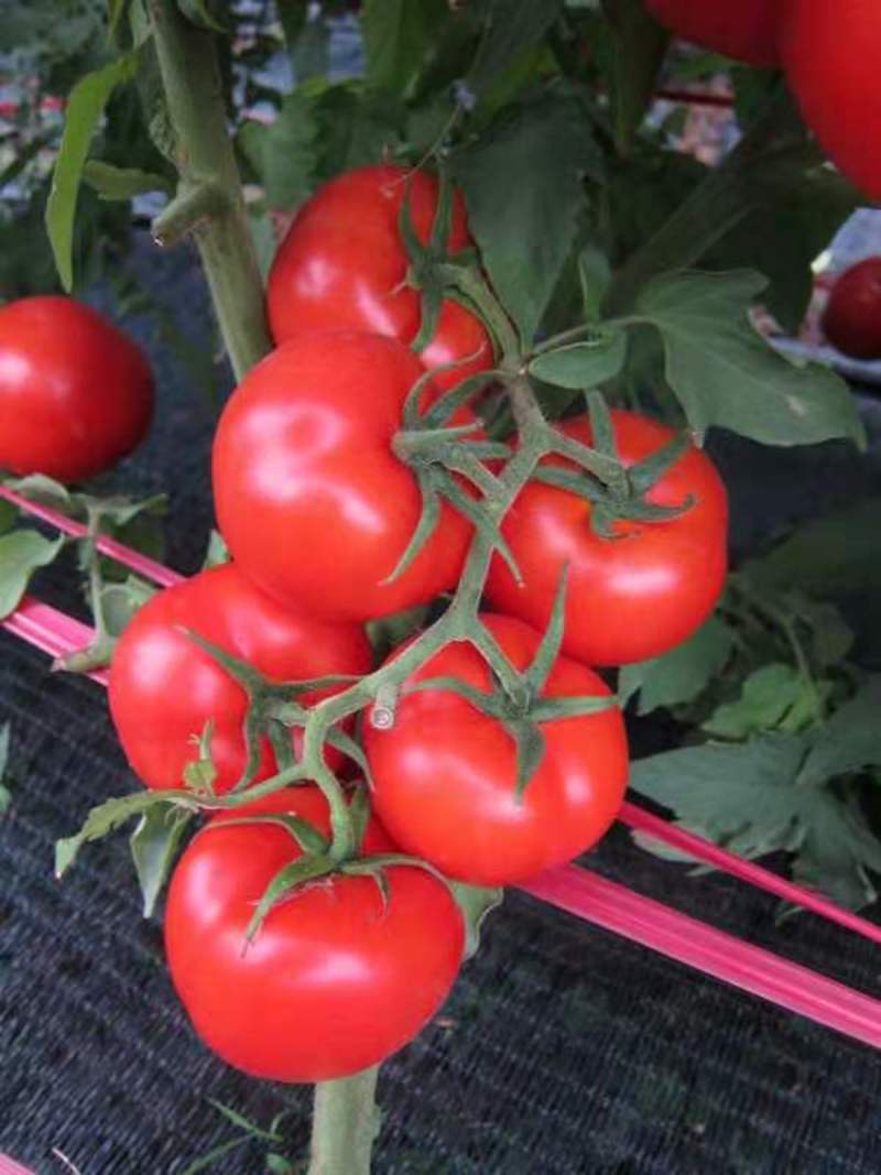 耐热番茄苗，穴盆苗，苗场直供，没有中间商