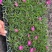 欧石竹穴盘苗，欧石竹小苗营养土欧石竹穴盘苗
