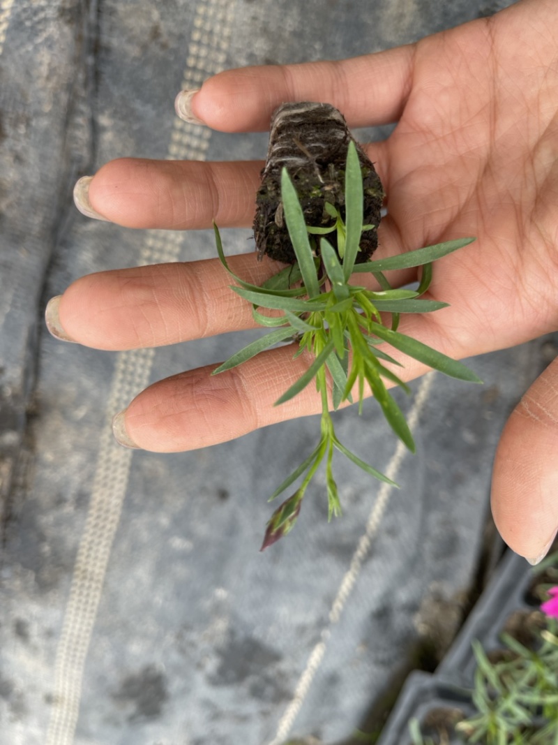 欧石竹穴盘苗，欧石竹小苗营养土欧石竹穴盘苗