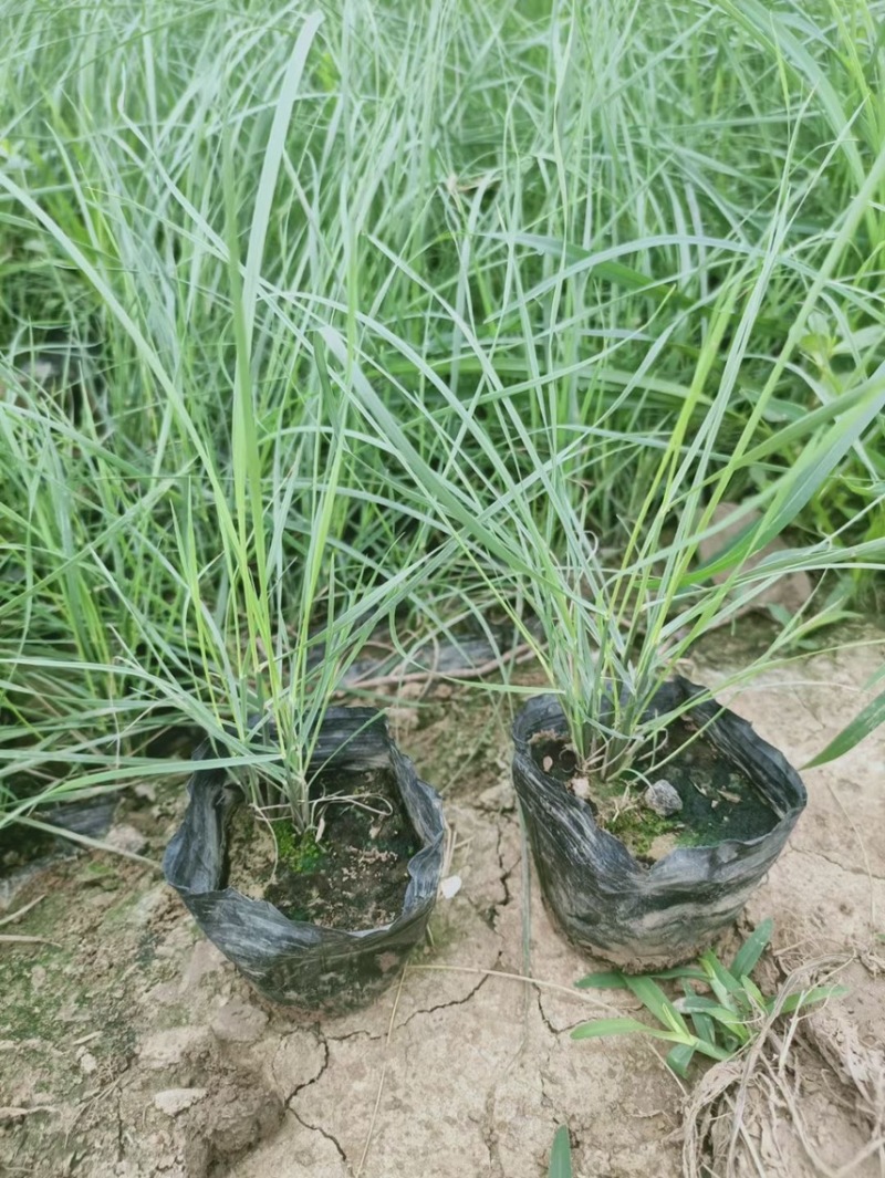 粉黛乱子草网红花海粉色花海网红草，粉黛乱子草