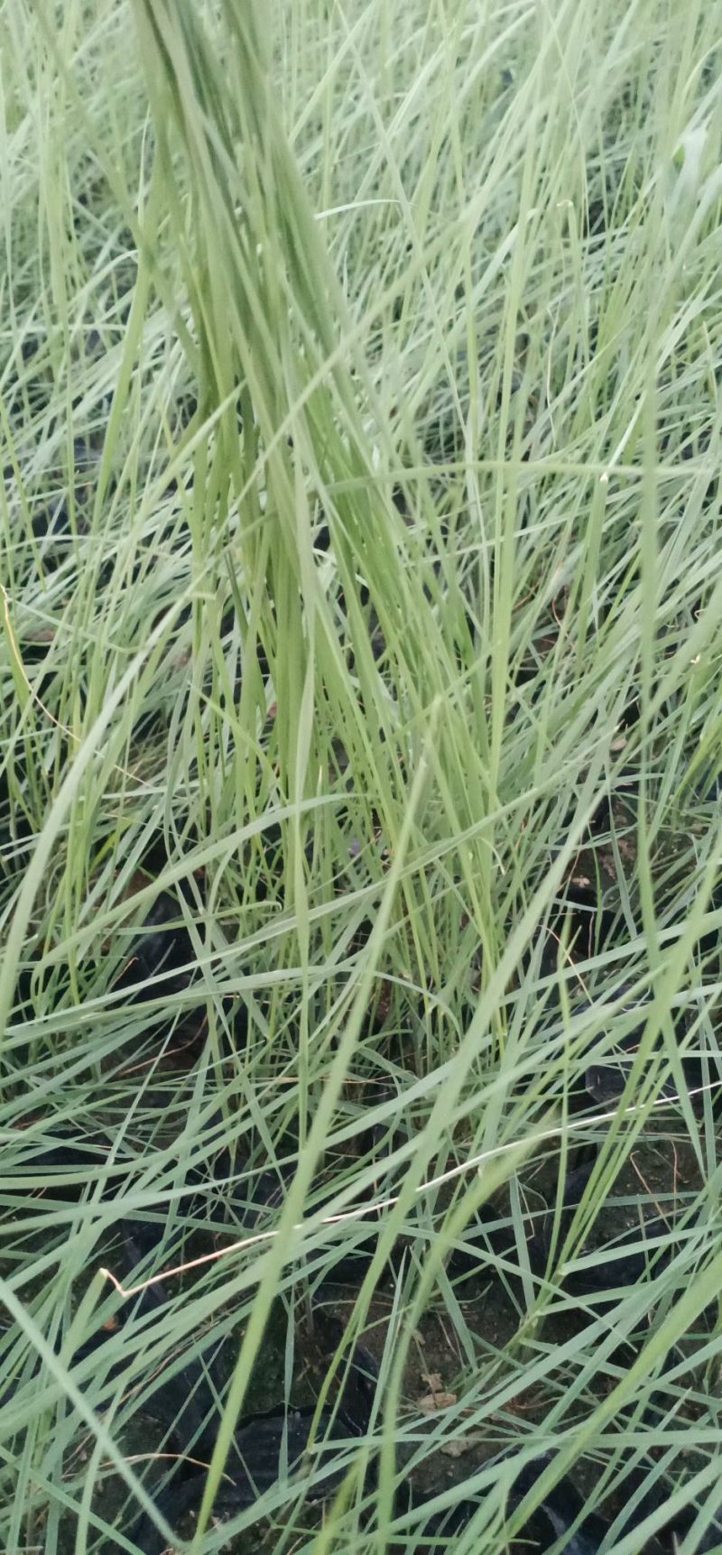 粉黛乱子草网红花海粉色花海网红草，粉黛乱子草