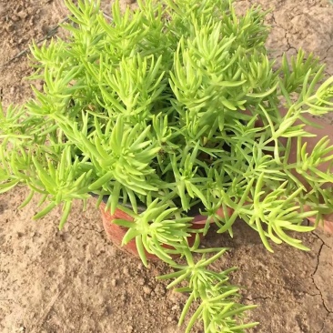 金叶佛甲草黄金条屋顶隔热防晒植物多年生耐寒植物