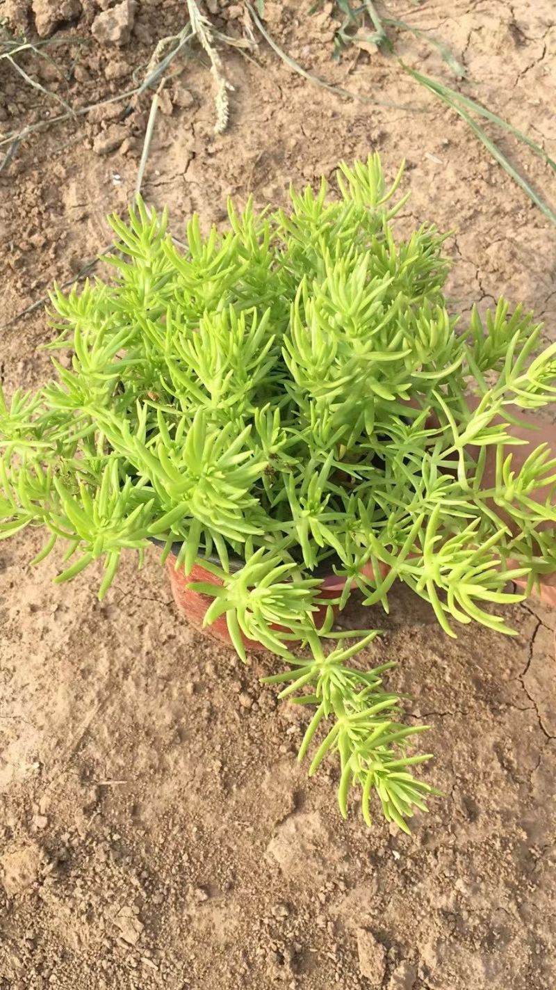 金叶佛甲草黄金条屋顶隔热防晒植物多年生耐寒植物