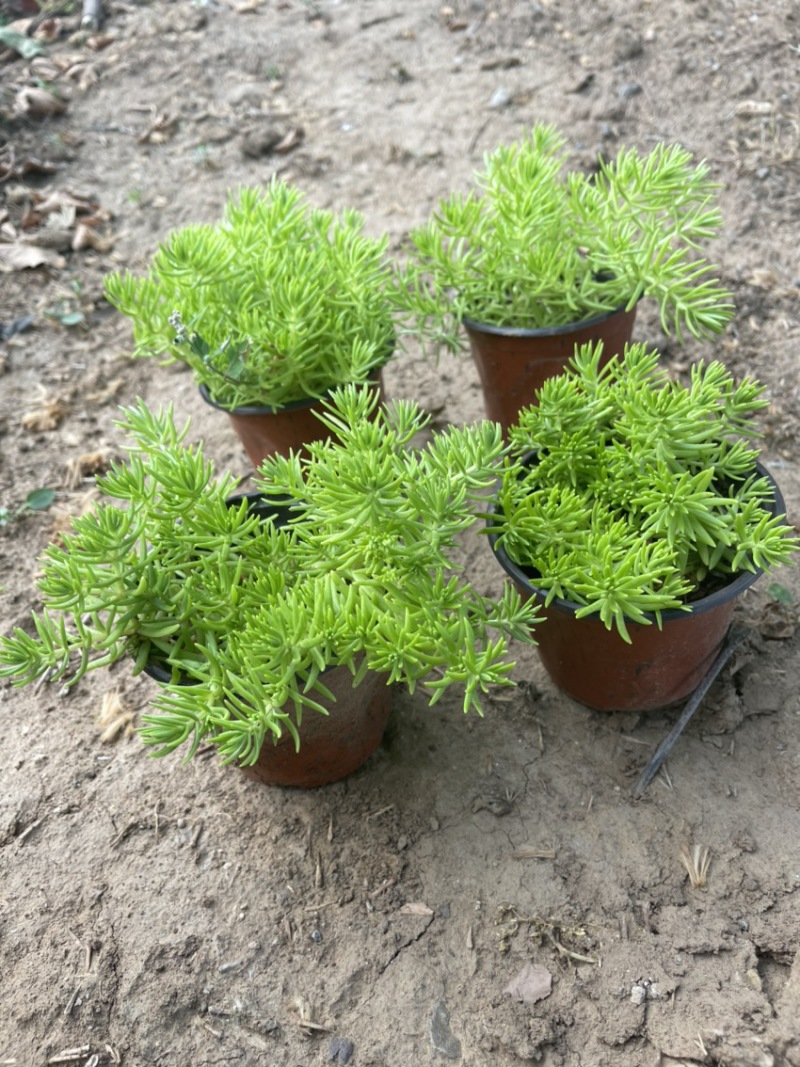 金叶佛甲草黄金条屋顶隔热防晒植物多年生耐寒植物
