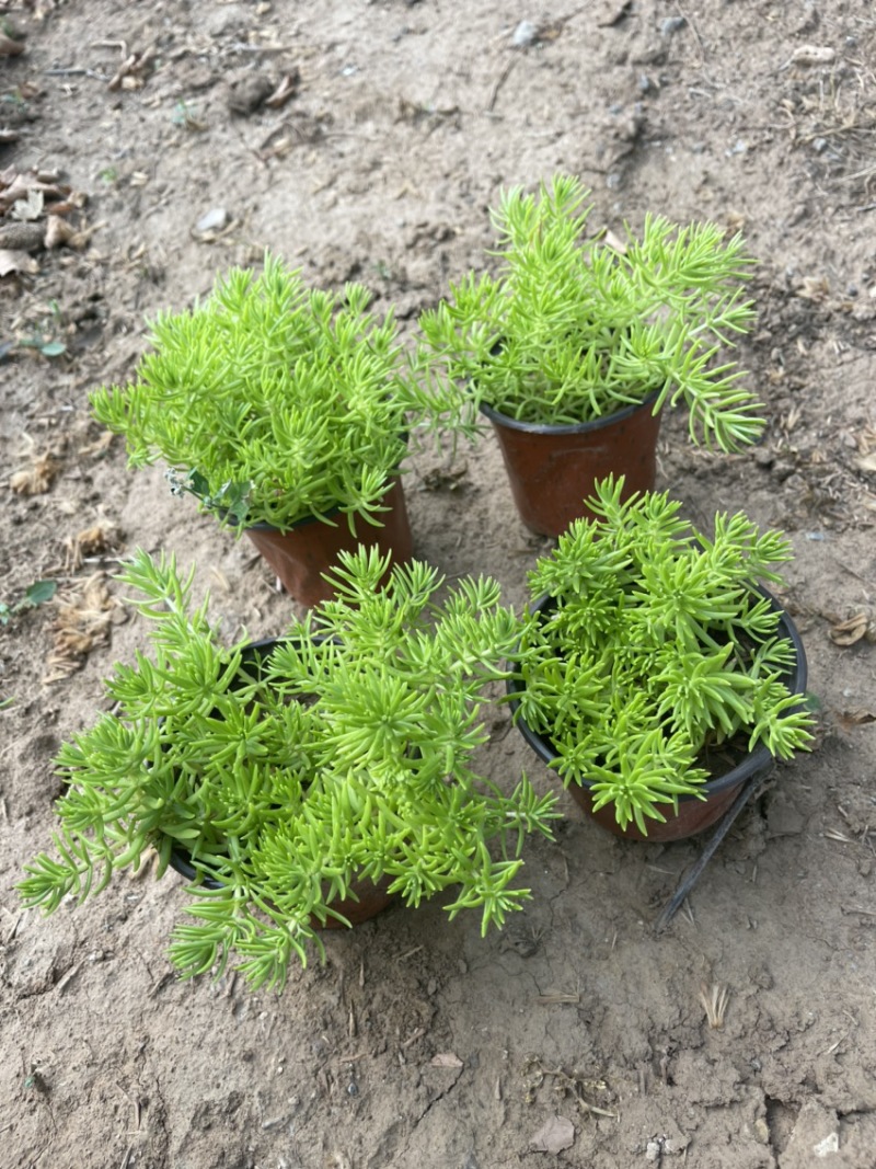 金叶佛甲草黄金条屋顶隔热防晒植物多年生耐寒植物