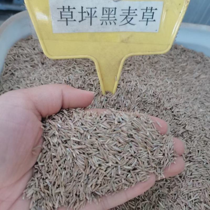 草坪种子，高羊茅，黑麦草，早熟禾，混播草，狗牙根，白三叶