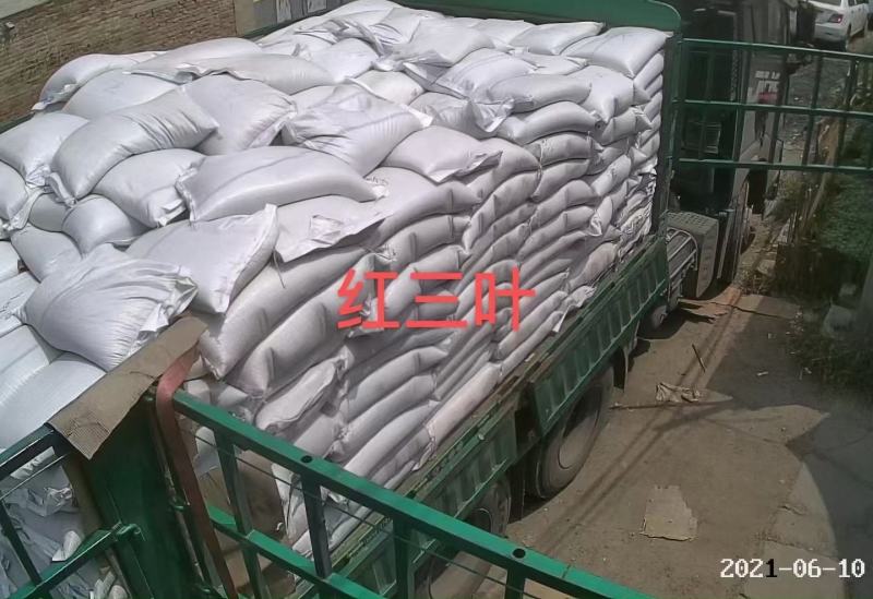 草坪种子，高羊茅，黑麦草，早熟禾，混播草，狗牙根，白三叶