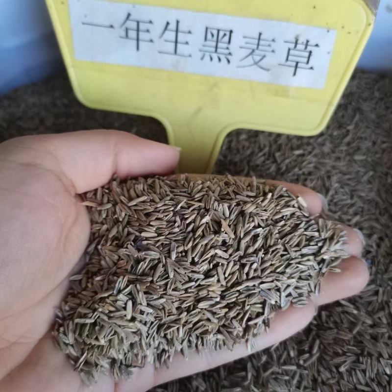 草坪种子，高羊茅，黑麦草，早熟禾，混播草，狗牙根，白三叶