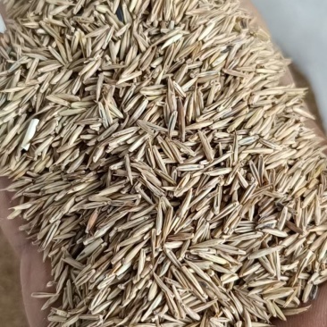 草坪种子，高羊茅，黑麦草，早熟禾，混播草，狗牙根，白三叶