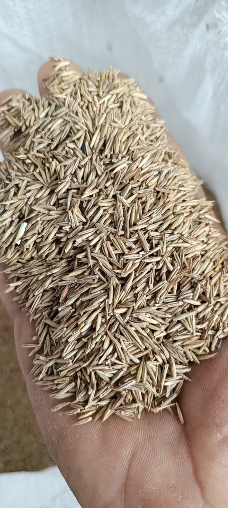 草坪种子，高羊茅，黑麦草，早熟禾，混播草，狗牙根，白三叶