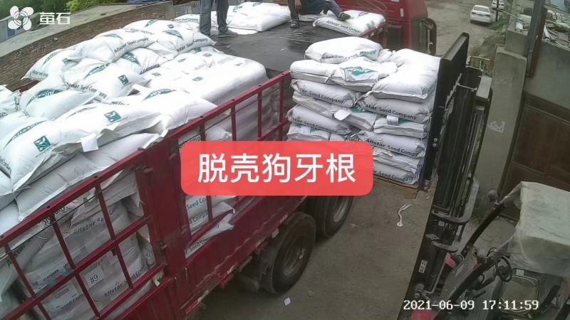 草坪种子，高羊茅，黑麦草，早熟禾，混播草，狗牙根，白三叶