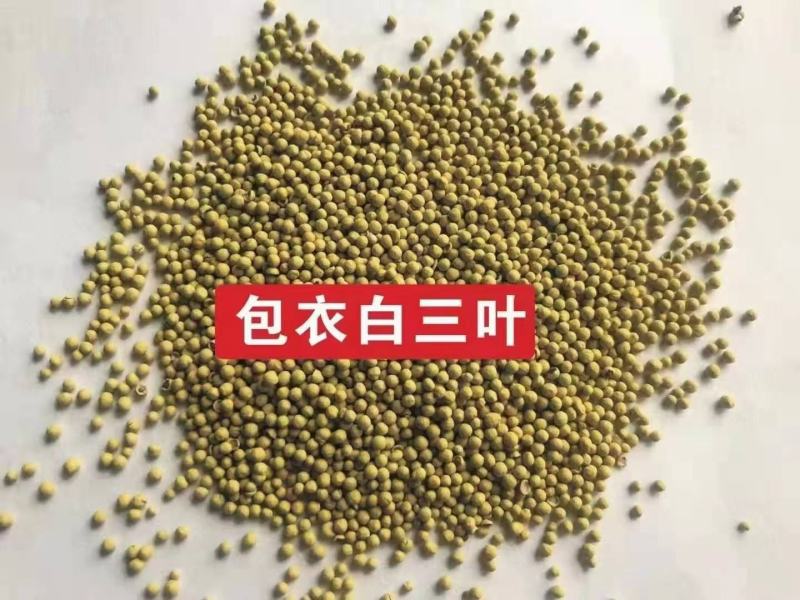 草坪种子，高羊茅，黑麦草，早熟禾，混播草，狗牙根，白三叶