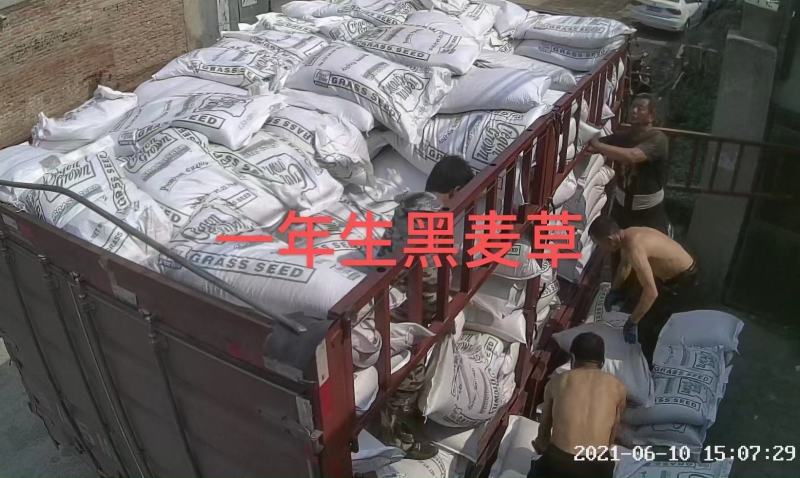 草坪种子，高羊茅，黑麦草，早熟禾，混播草，狗牙根，白三叶