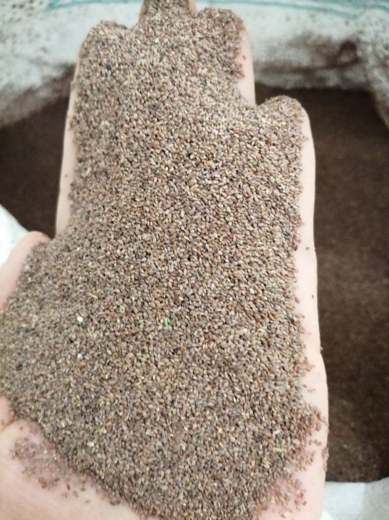 草坪种子，高羊茅，黑麦草，早熟禾，混播草，狗牙根，白三叶