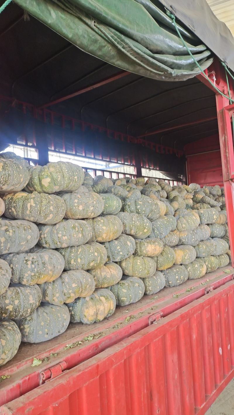 南瓜湖北大量上市品种齐全基地直供大量有货欢迎采购