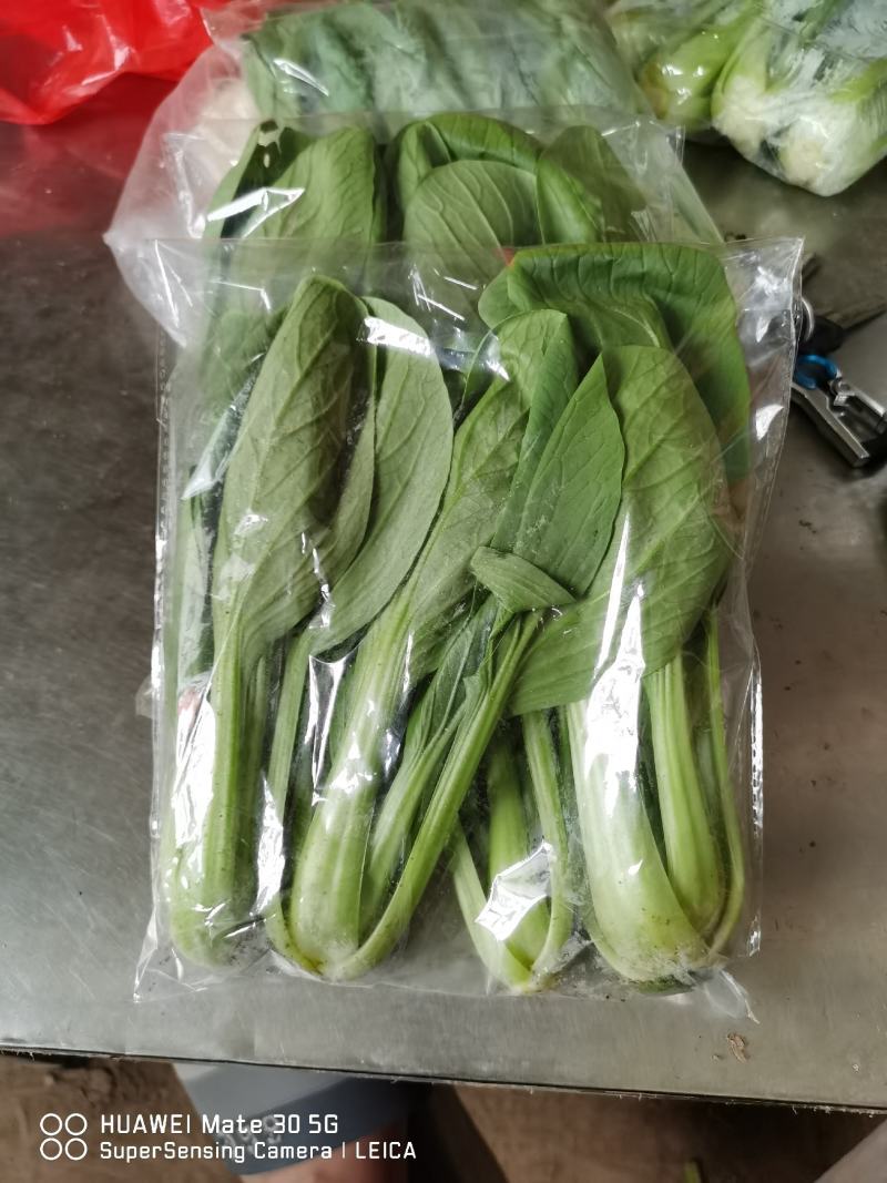 精品上海青，大量上市，价格便宜，欢迎订购，