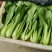 精品上海青，大量上市，价格便宜，欢迎订购，