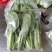 精品上海青，大量上市，价格便宜，欢迎订购，