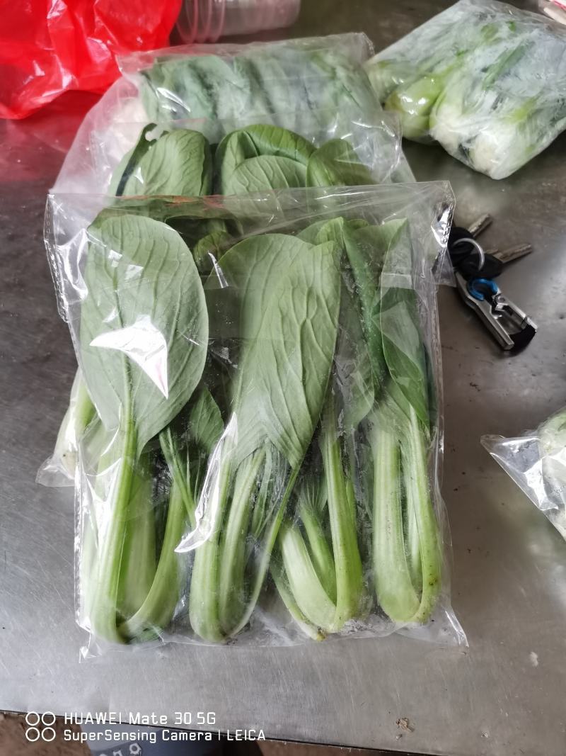 精品上海青，大量上市，价格便宜，欢迎订购，