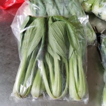 精品上海青，大量上市，价格便宜，欢迎订购，
