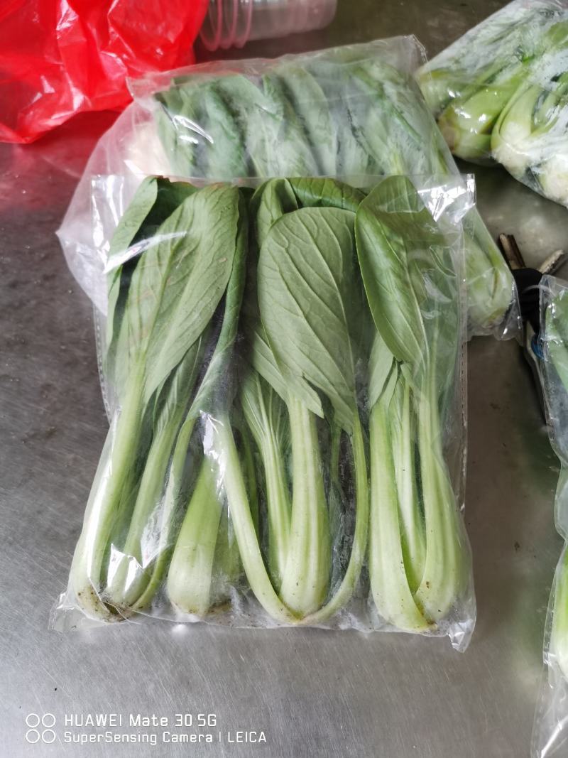 精品上海青，大量上市，价格便宜，欢迎订购，