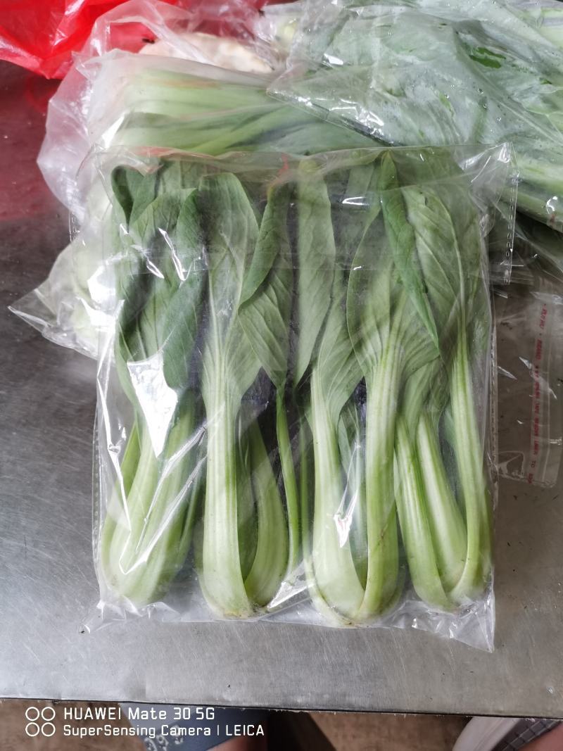 精品上海青，大量上市，价格便宜，欢迎订购，
