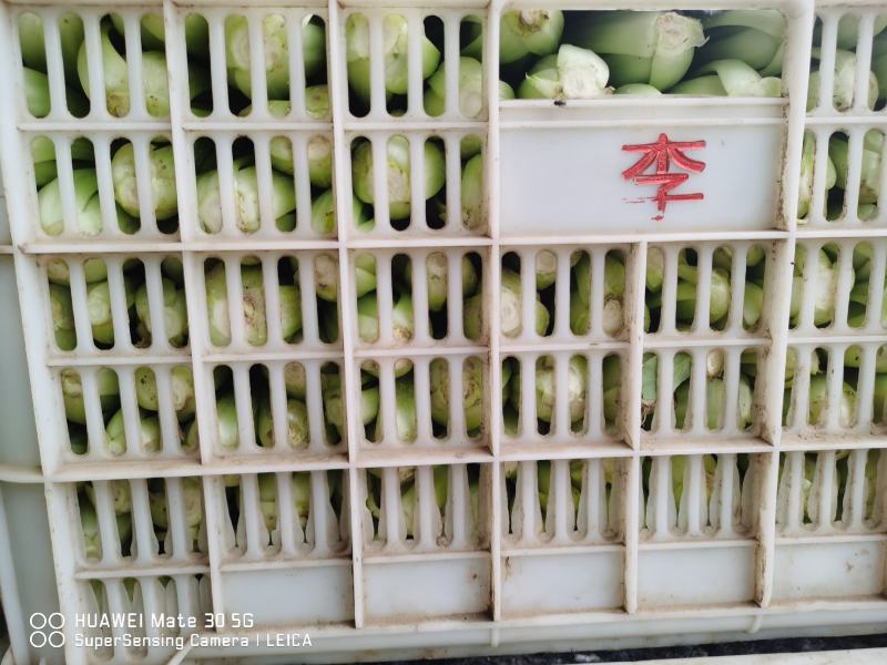精品上海青，大量上市，价格便宜，欢迎订购，