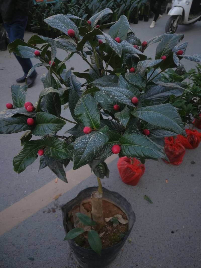 越南海棠抱径茶花海棠茶基地直接批发各种品种茶花海棠