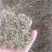 石上柏诚信经营干货中药材欢迎选购！量大从优