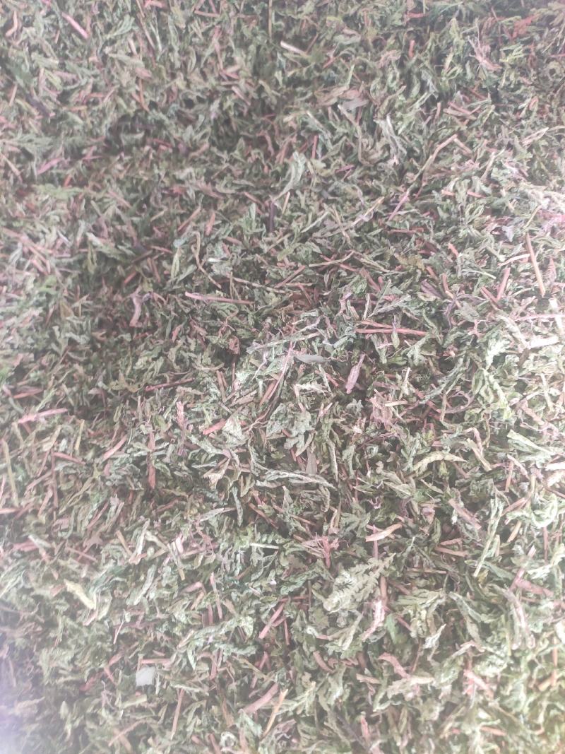 石上柏诚信经营干货中药材欢迎选购！量大从优