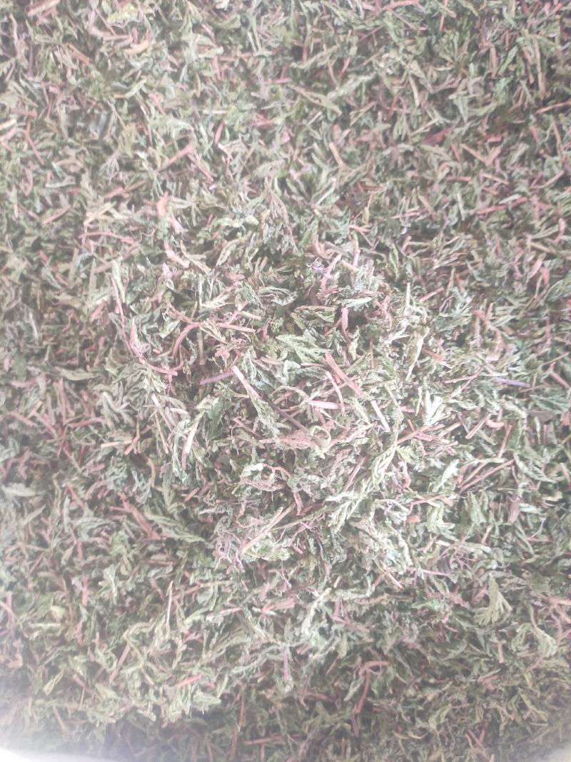 石上柏诚信经营干货中药材欢迎选购！量大从优
