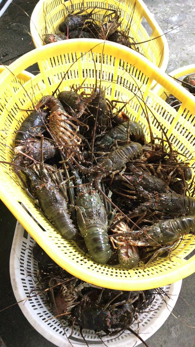 【精选】福建小青龙虾一手货源产地直发量大从优活冻品质