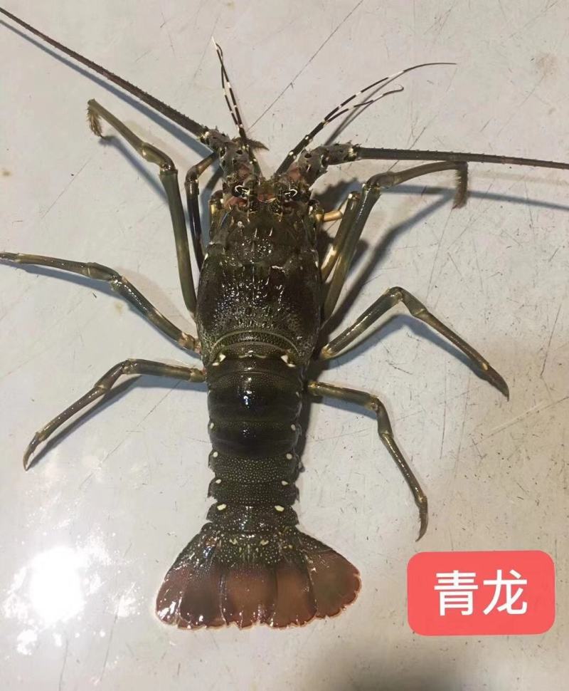 【精选】福建小青龙虾一手货源产地直发量大从优活冻品质