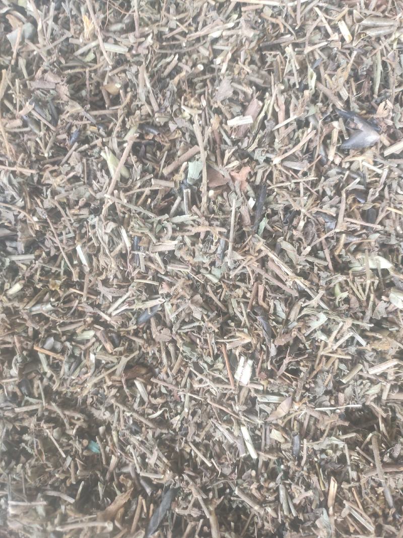 响铃草干货干净无杂质量大从优