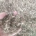 响铃草干货干净无杂质量大从优